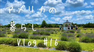【アメリカの暮らしVlog#16】 アメリカ生活日常Vlog　|  ラベンダーファームへ行く　| コスタリカの朝ごはん　ガヨピント　| オンラインショップ Etsy5-7月　収益
