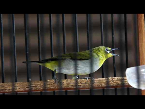 download lagu mp3 mp4 Suara Pleci Ngerol Nembak, download lagu Suara Pleci Ngerol Nembak gratis, unduh video klip Download Suara Pleci Ngerol Nembak Mp3 dan Mp4 Music Gratis
