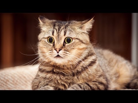 Meta and SOLID Principles in C# Video Series - PoLA (Principle of Least Astonishment)