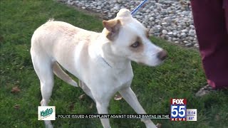 Animal rescue group seeking help after house fire strands four dogs, kills two others