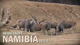 &quot;Heiße Läufe&quot; Jagd in Namibia 2025 Teil 2