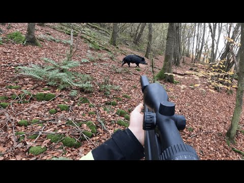 ATTENTION SAU takes drivers | Driven hunt for wild boars in the Blackberry Bowl (Copterpro Hunting)