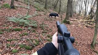 ACHTUNG SAU nimmt Treiber an | Drückjagd auf Sauen im Brombeeren Kessel (Copterpro Jagd)