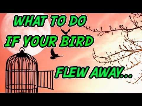 HOW TO FIND YOUR LOST PET BIRD. WHAT TO DO IF YOUR PARROT FLEW OUTSIDE BY ACCIDENT