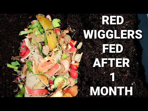 Red Wiggler Worm Bin Left Alone For 1 Whole Month | 10 Gallon Worm Bin Feeding | Vermicomposting
