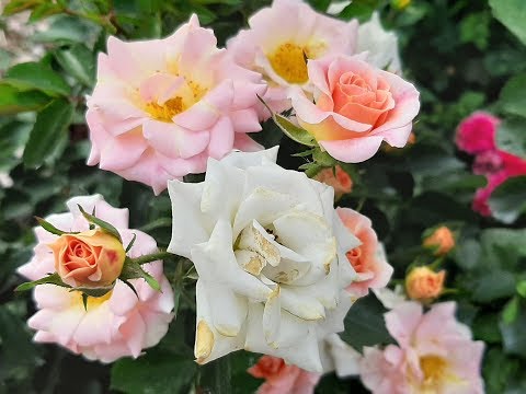 , title : 'Mystic Meidiland ( MEIalate ) / Alain Meilland 1998 - roses - rosiers - rosas - роз'