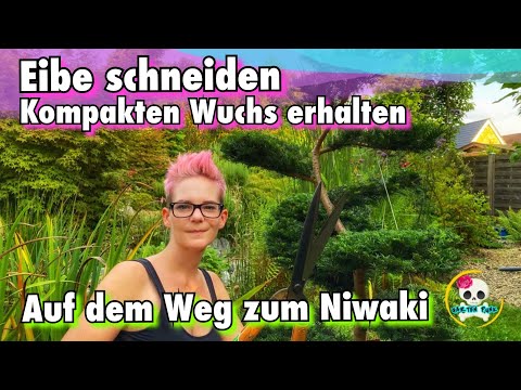 Niwaki - Yew | Yew pruning for compact growth | Big Bonsai Yew