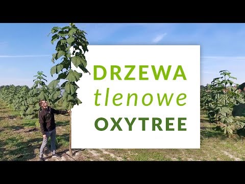 , title : 'Poznaj Oxytree!🌳 Szybko rosnące drzewo tlenowe'