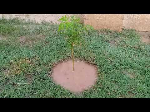 How to FIX an UGLY Lawn with RESULTS - Step by Step for Beginners EASY Tawakul Nursery After Before