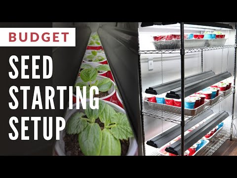BUDGET Indoor Seed Starting Setup THAT WORKS!