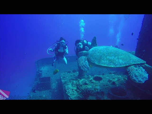 Hawaii Green Sea Turtle swimming gracefully past a diver inside the Sea Tiger Wreck cargo hold.