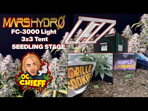 Mars Hydro FC-E3000 3x3 Budget Grow SEEDLING STAGE - Seed to Harvest