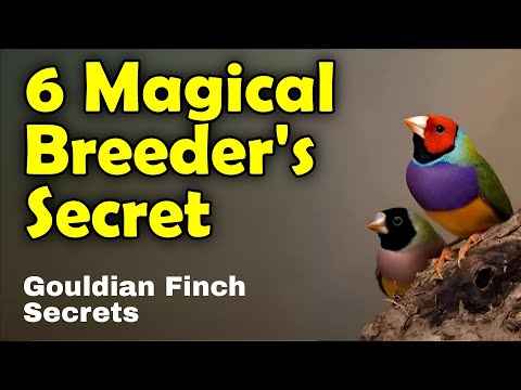 Gouldian Finch Secrets — Magical Guide to Breeding Success (Practical, Proven Tips)