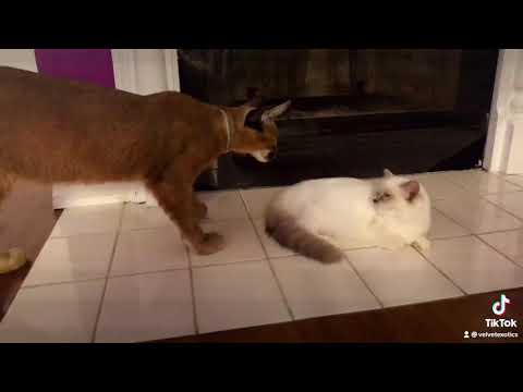 Caracal vs Ragdoll 😳 She’s not messing around!