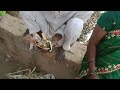 Gaon Ki Chat Shortvideo Viralvideo Youtube Youtubeshorts Payal Verma 70