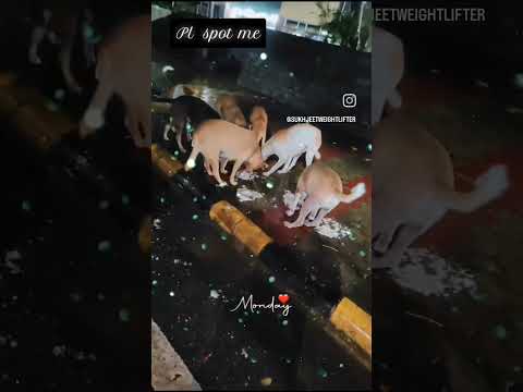 #dog #dogbreed #love #dogdog #onthisday #dogtype #duet #pets #petlover #viralvideo #viral