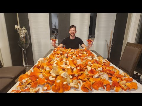 Lobster Mushrooms and Chanterelle! Foraging in BC 2024