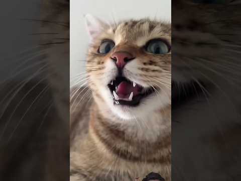 The Science Behind Kittens' Adorable Meows #cats #catlovers #cute #pets #catvideos #shorts