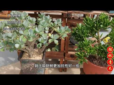 吸財樹 多肉