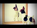 Puppies And Dogs Vs Mirror Funny Compilation