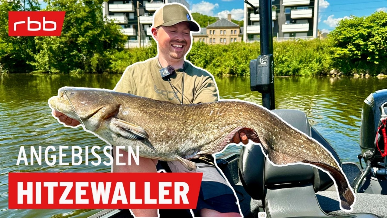 Spinnfischen auf Wels im Hochsommer mit Carsten Zeck | Angebissen #203 | Angelpodcast