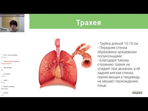 Пептидно-витаминный комплекс для оздоровления бронхов и легких «Альвенорм форте» (Вебинар)