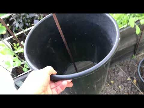 Tomater på "friland" (latsmartversionen)