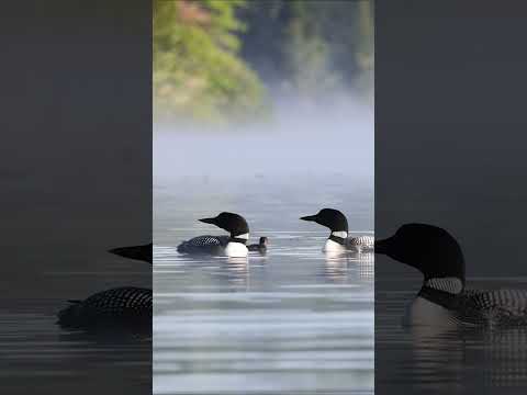 Common loons calling