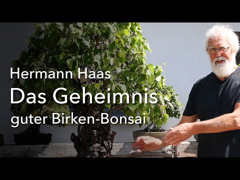 Hermann Haas gives an insight into his impressive collection of birch bonsai and their care