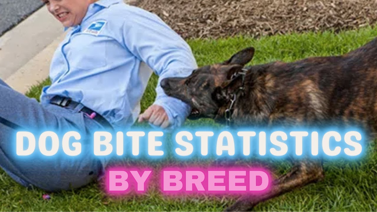 DOG BITE STATISTICS BY BREED | Most aggressive Dogs (PART 1 of 2)