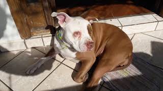 pegando um bronzeado goxxxxtoso