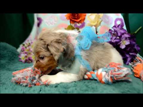 Ollie AKC Male Chocolate Tan Dapple LH Miniature Dachshund Puppy for sale!