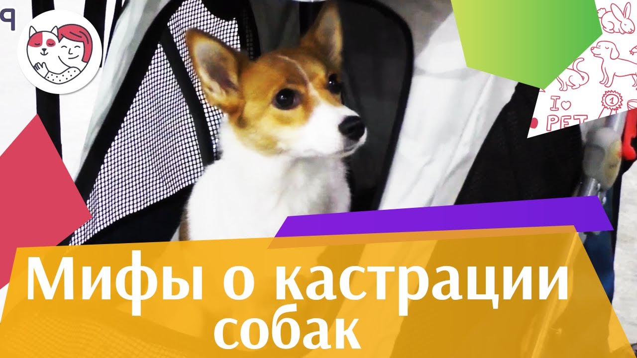 5 популярных мифов о кастрации собак