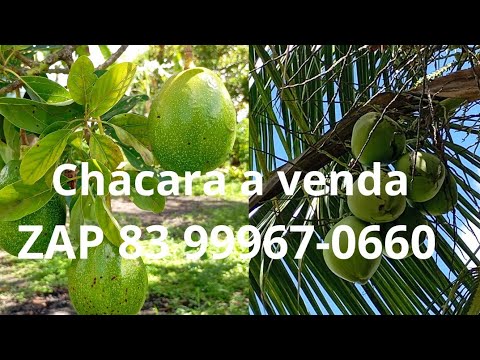 ÓTIMA CHÁCARA A VENDA EM REMÍGIO PB VALOR 110 MIL ZAP 83 9 9967-0660