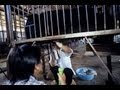 GRAPHIC Chinese Bear Bile Farming Video