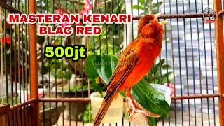 Download lagu 🔴KENARI BLACK RED 500JT || COCOK BUAT MASTERAN BURUNG KENARI ANDA.    #kicaumania #kenari #blackred mp3