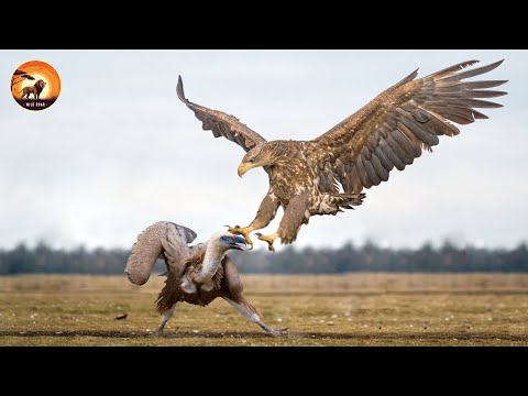 Wildest Aerial Battles: Eagle, Hawk, Vulture and Sparrowhawk in Combat | Animal World