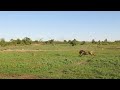 Male lion chases wildebeest calf into his pride