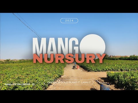 Mango plants shree chamunda farm