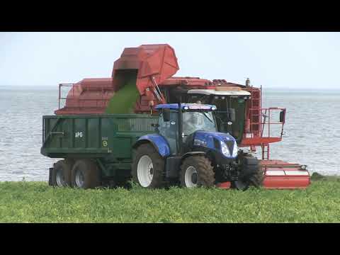HARVESTING PEAS NEXT TO THE NORTH SEA WITH THREE PMC 989 VINERS