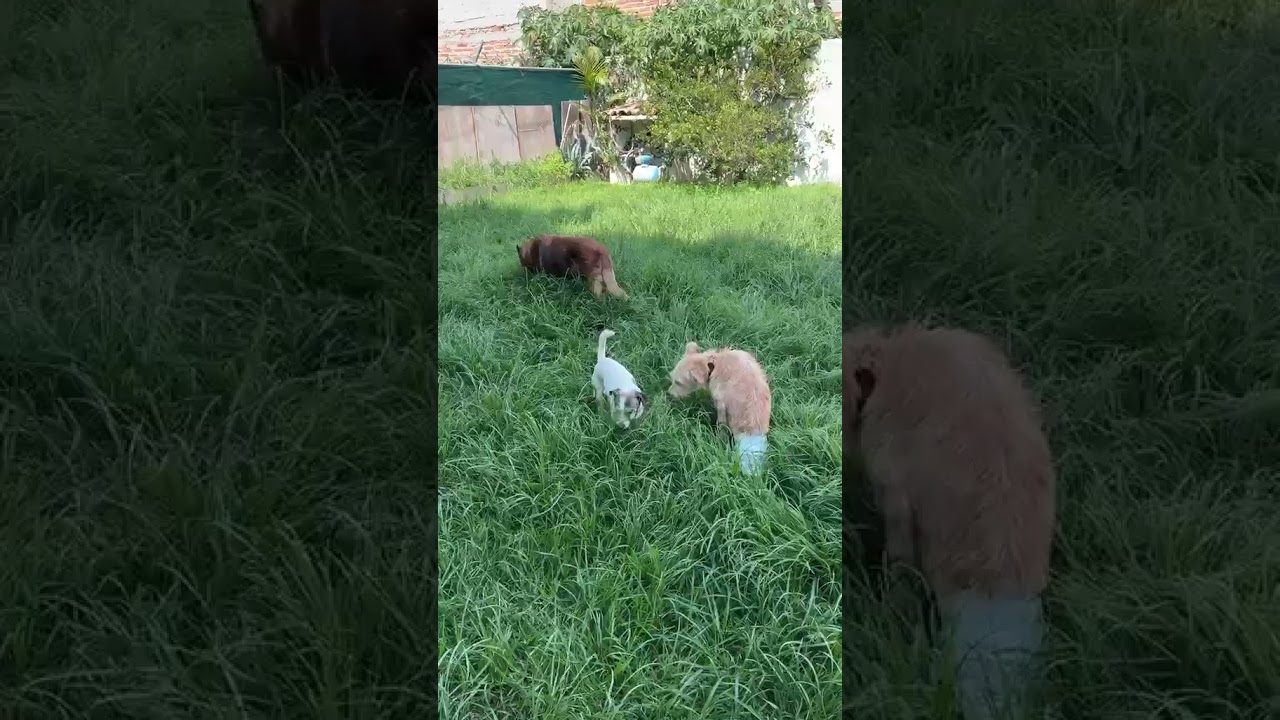 Enlarge BENJI, a Adoptable mixed breed in Langley, BC video 4/6