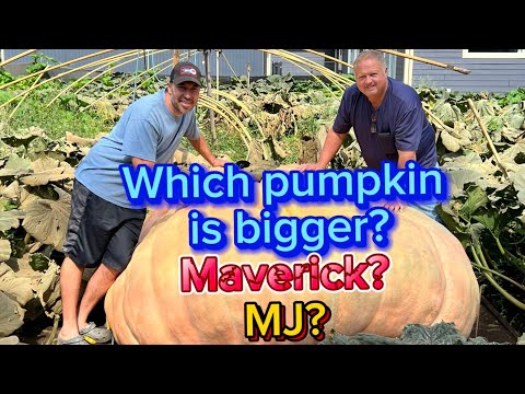 Heaviest pumpkins in North America!!!￼ Maverick VS. Michael Jordan You Decide!!￼