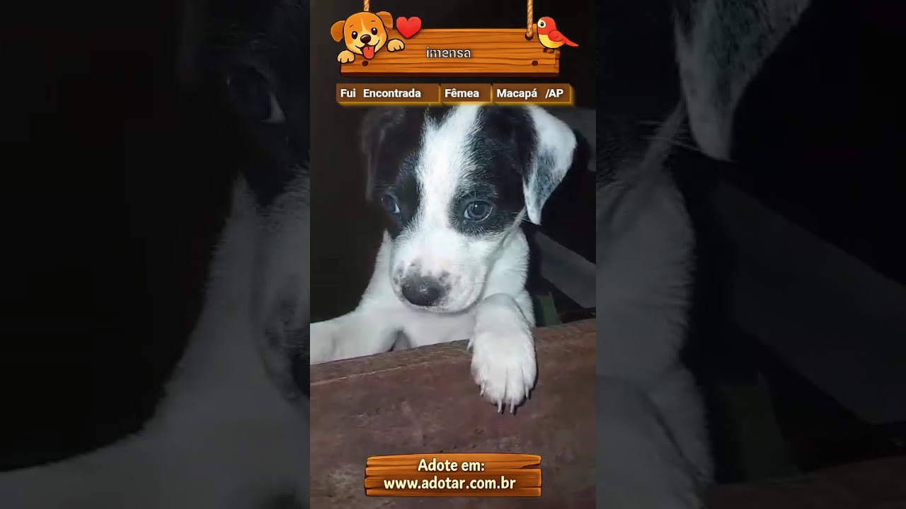 Cachorro raça SRD-ViraLata idade Abaixo de 2 meses nome imensa