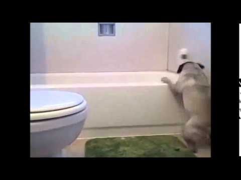 Кучешка баня