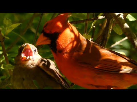 Northern cardinal baby bird call sounds & fed by parents