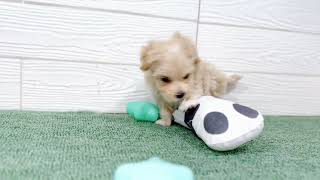 ハーフ犬の動画01