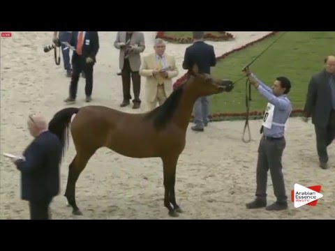 N.60 GALLA YAS - Sharjah 2016 - 2 Years old Fillies (Class 3)