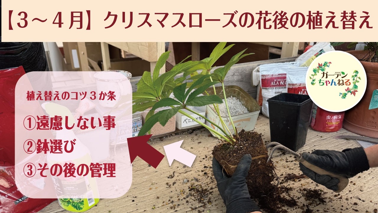 クリスマスローズは強いので安心して植え替えましょう！