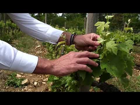 Il Colombaio di Cencio, dove la passione per il vino prende forma