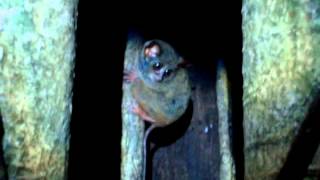 preview picture of video 'Tarsier in the Tangkoko National Park, Sulawesi'